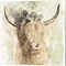 Cow and Crown by Stellar Design Studio 14" x 14" Canvas Wall Art (Set of 2)